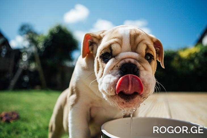 bulldog-puppy-drinking-water-1654523098.jpg