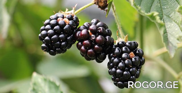 blackberries-1539540-640-1658301502.jpg