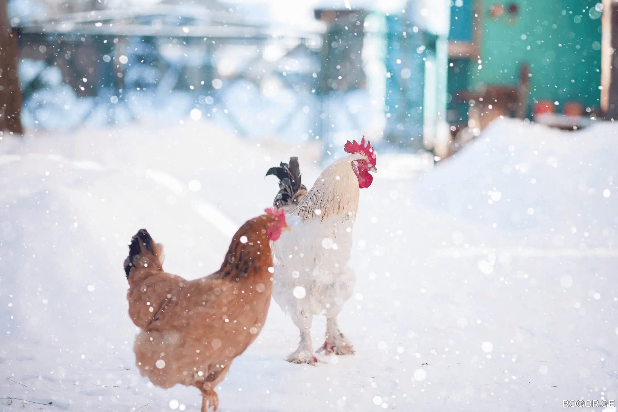 raising-chickens-in-winter-1765003868.jpg