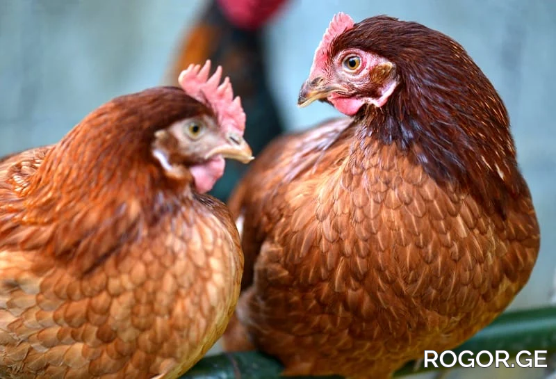 isa-brown-chickens77566296-1769671417.webp