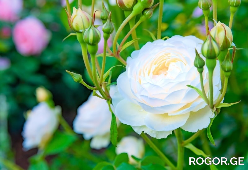 white-rose-with-rosebuds-1773819875.jpg