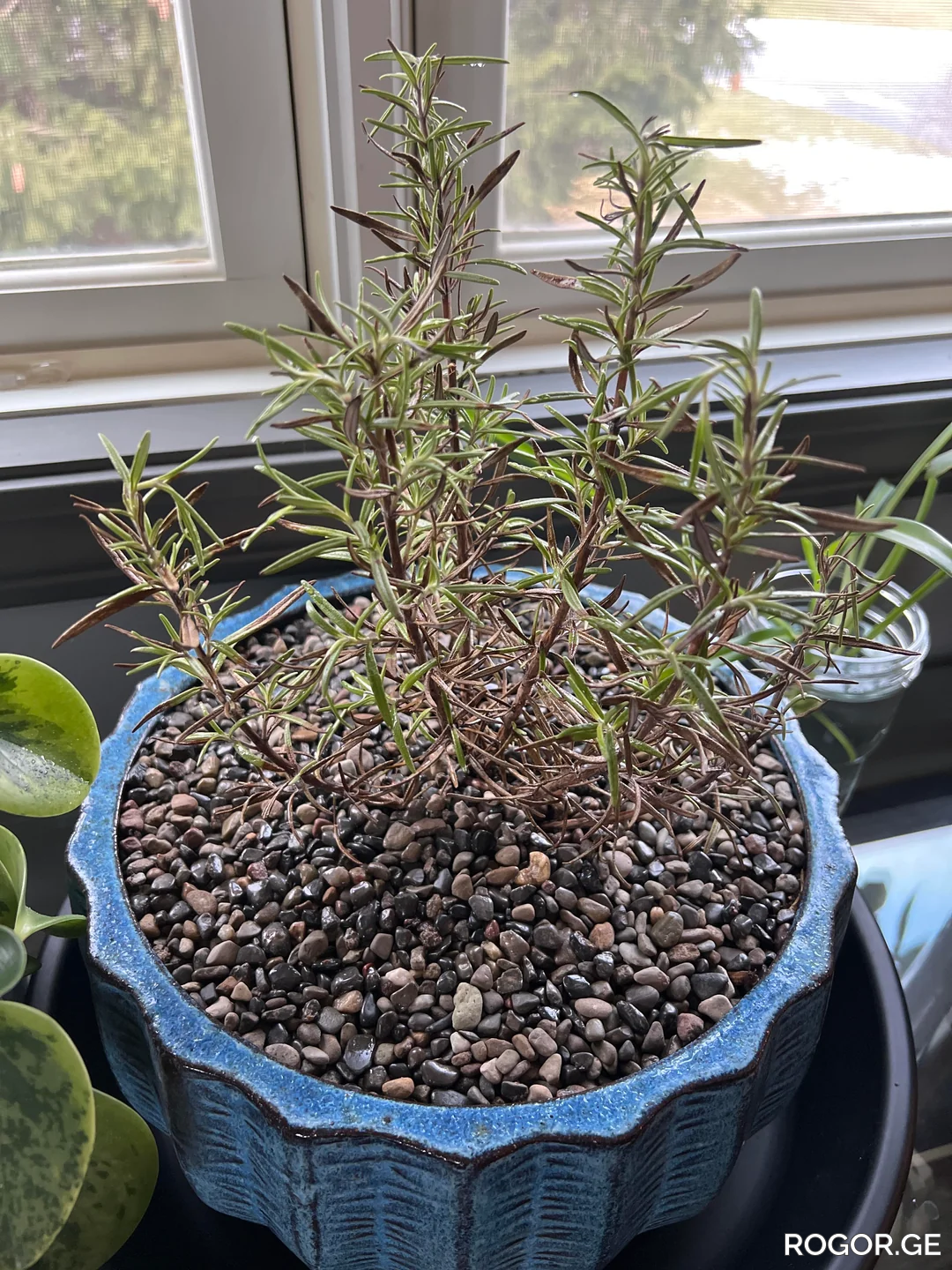 i-love-rosemary-but-rosemary-doesnt-love-me-whats-wrong-v0-v9svmktyznb81-1781082586.webp