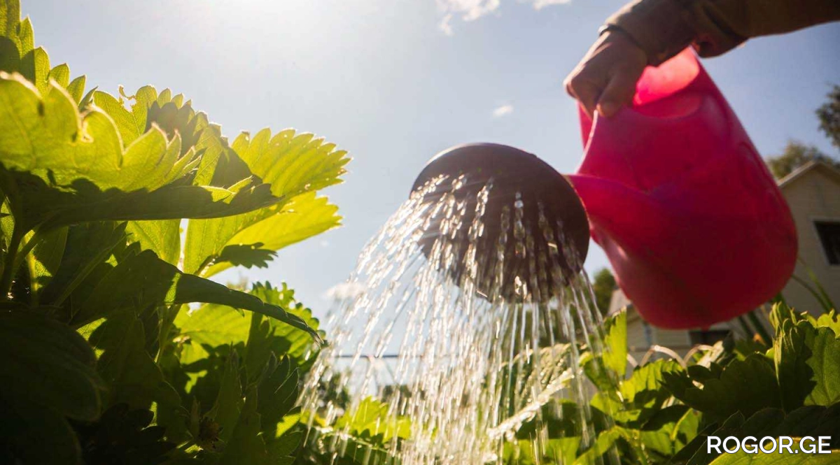 arrosage-potager-1785153805.webp